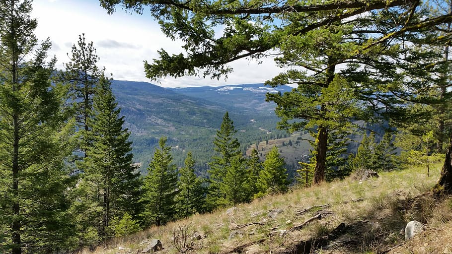 mountain, forest, nature, scene, scenery, natural, landscape HD wallpaper