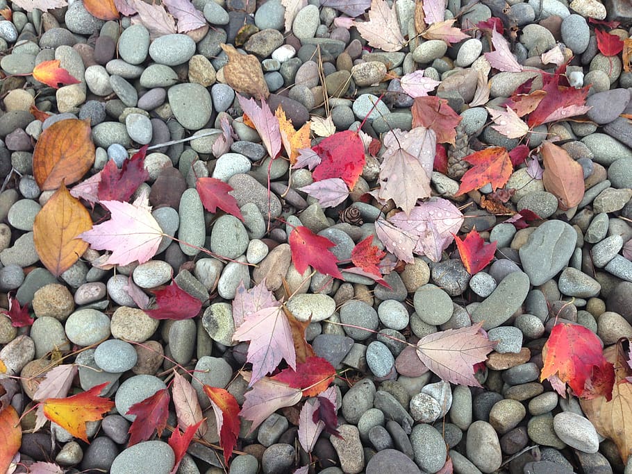 pebbles, leaves, fall, stone, leaf, full frame, backgrounds HD wallpaper