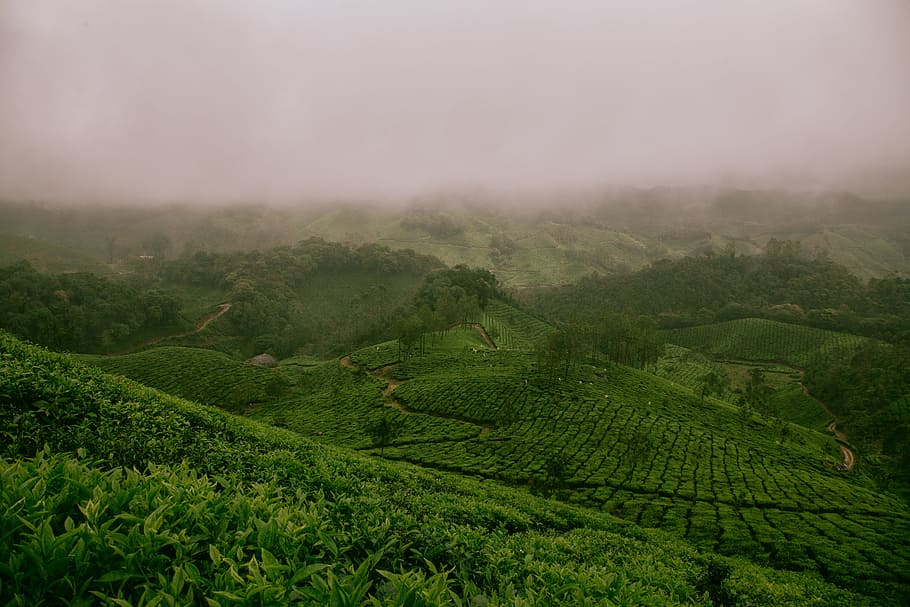 hills covered with green plants \], green field, aerial photo HD wallpaper