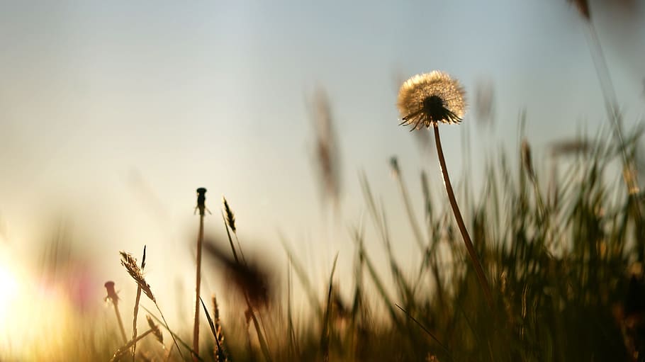 Summer, Dandelion, Sunset, Grass, silhouette, growth, plant HD wallpaper