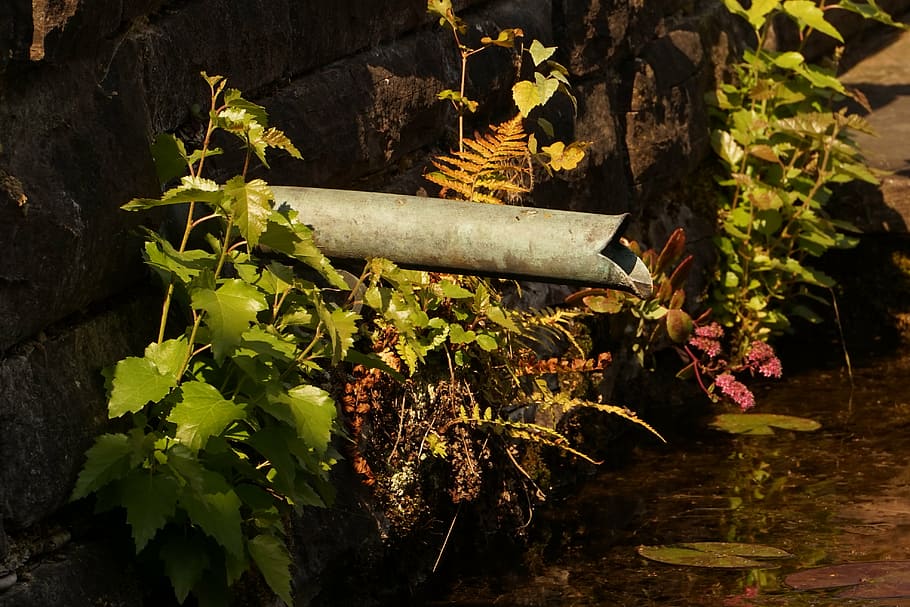 water pipe, pond, tributary, plant, plant part, leaf, nature HD wallpaper