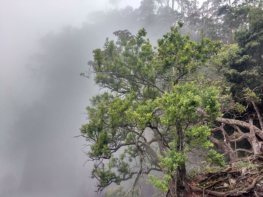 kidaikanal, nature, mist, tree, mountain, forest, morning, scenic HD wallpaper