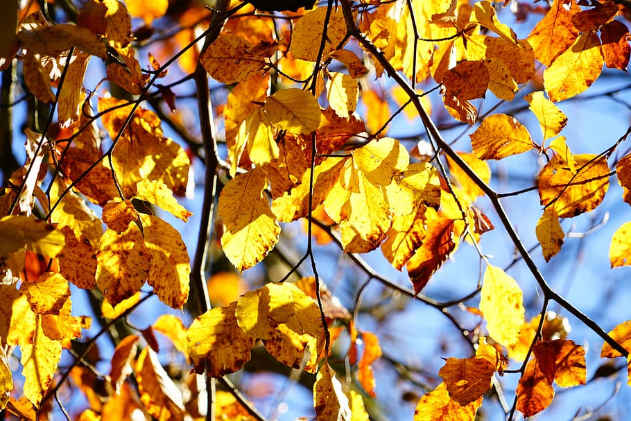 Beech, Tree, Leaves, golden autumn, fall foliage, fall color, HD wallpaper