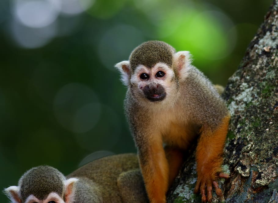 monkey on tree trunk, scented monkey, primate, animal, wild HD wallpaper