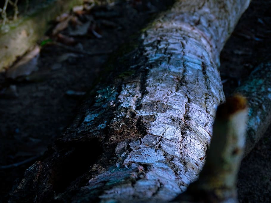 tree, trunk, bark, wood, nature, texture, cut trunk, trees HD wallpaper