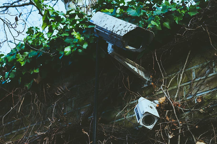 brickwall, camera, CCTV, dirty, leaves, outdoors, plants, security HD wallpaper