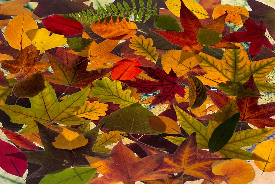 Public Domain. leaves, colorful, fall color, composition, arrangement, foli...