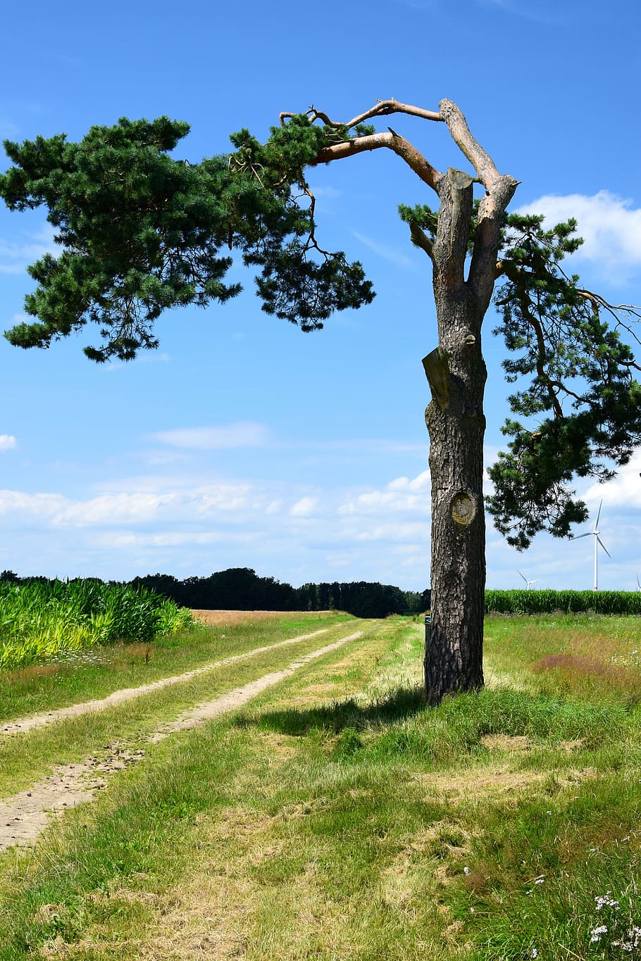 bizarre, pine, crippled, headstrong, quiet, left landscape HD wallpaper