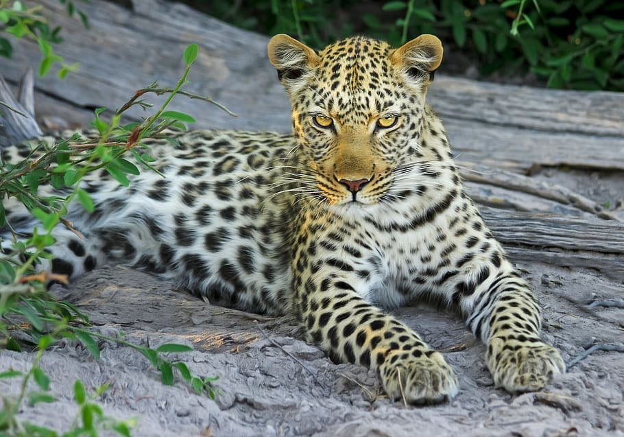 adult leopard, cat, big cat, wildcat, botswana, africa, safari, HD wallpaper