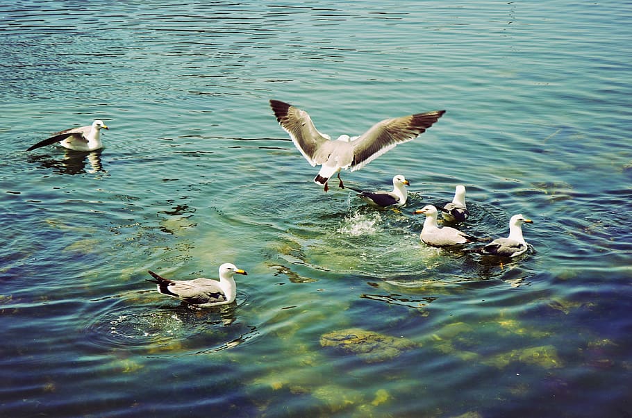 Playground, Bird, Seagulls, water, animals in the wild, lake HD wallpaper