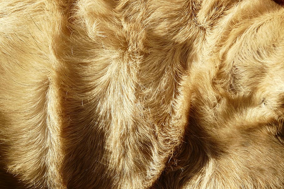 fur, beige, hair, detail, structure, dog, soft, cuddly, warm, HD wallpaper