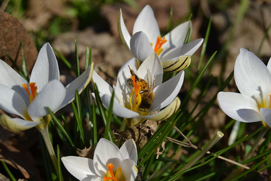 flower, bee, insect, pollination, bumblebee, spring, macro HD wallpaper