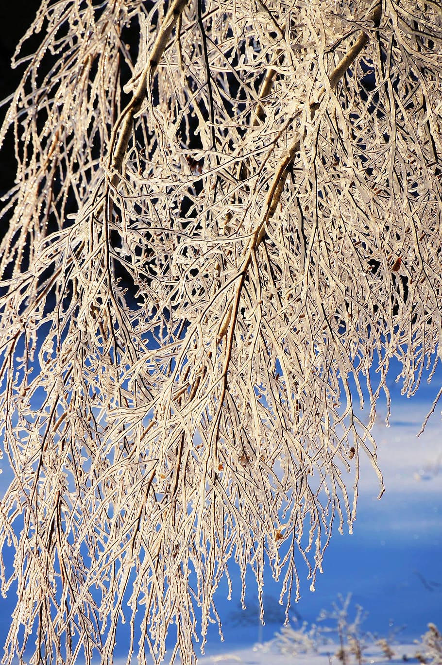 ice, snow, tree, winter, cold temperature, plant, branch, no people HD wallpaper