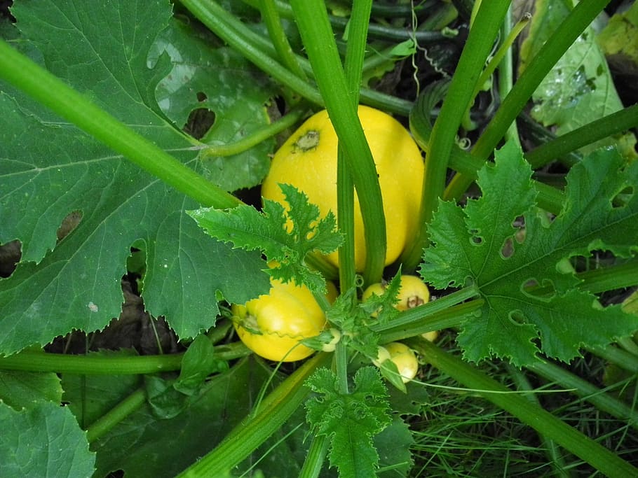 zucchini, garden, vegetables, yellow, leaf, agriculture, nature, HD wallpaper