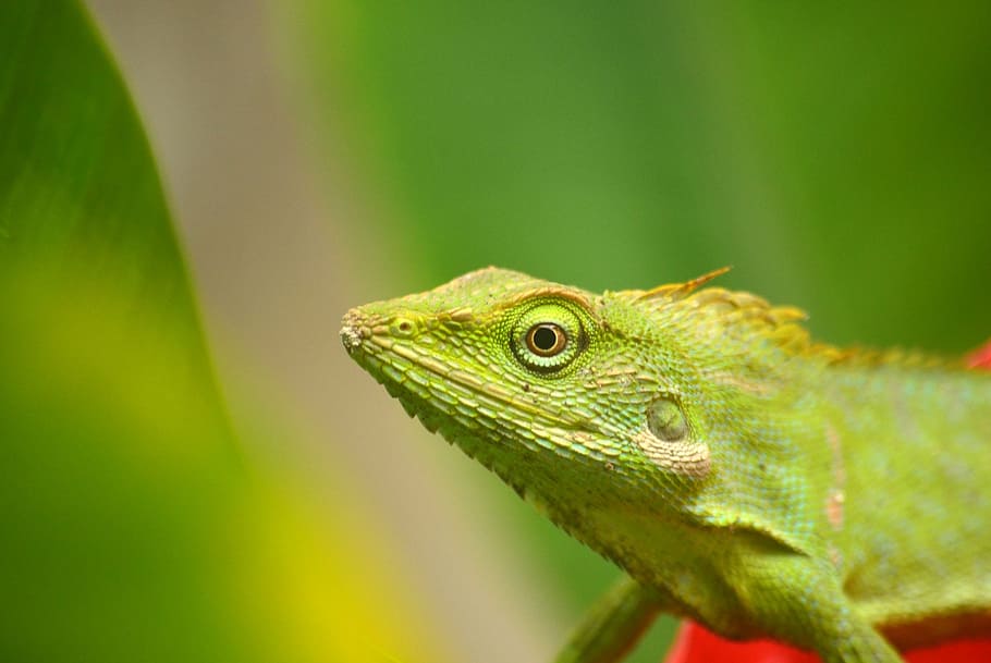chameleon, animals, insect, wild, reptile, green, fauna, iguana HD wallpaper