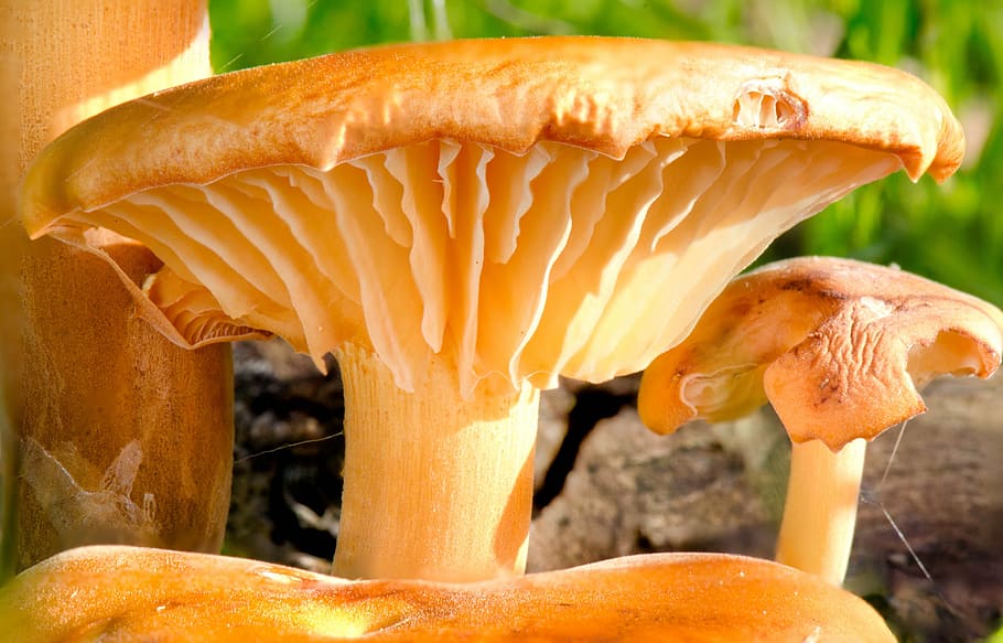 mushroom, toadstool, forest, nature, autumn, season, toxic HD wallpaper