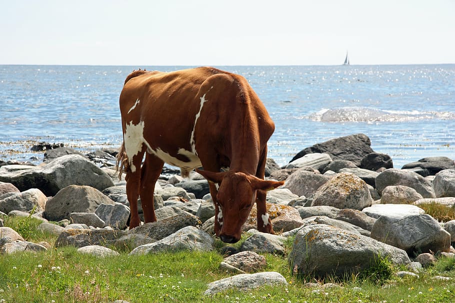 cow, summer, sea, mammal, animal themes, domestic animals, water HD wallpaper