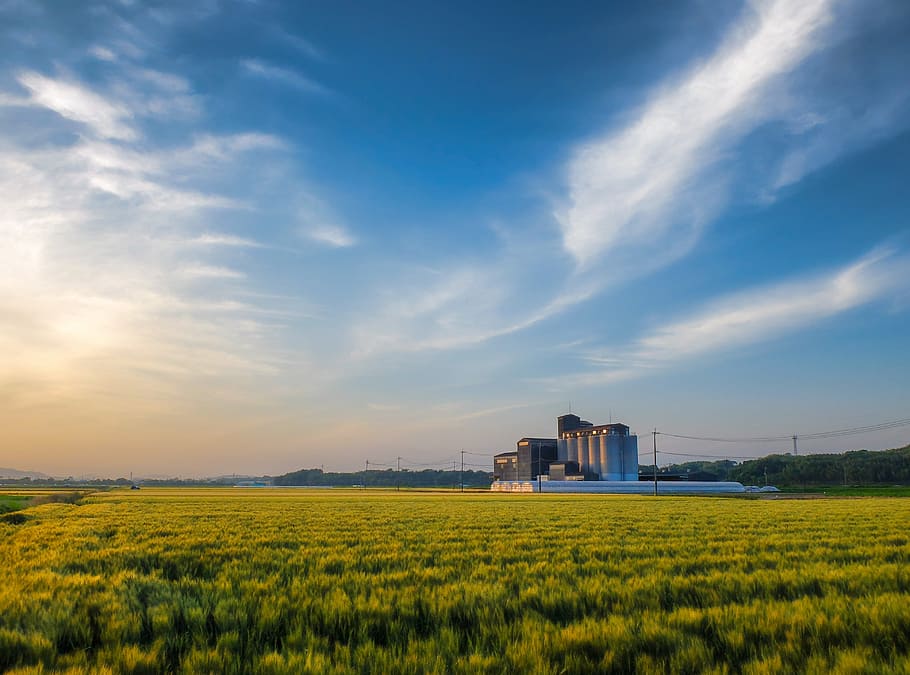 gray factory on green grass field, Japan, Kumamoto, Cloud, Wheat HD wallpaper