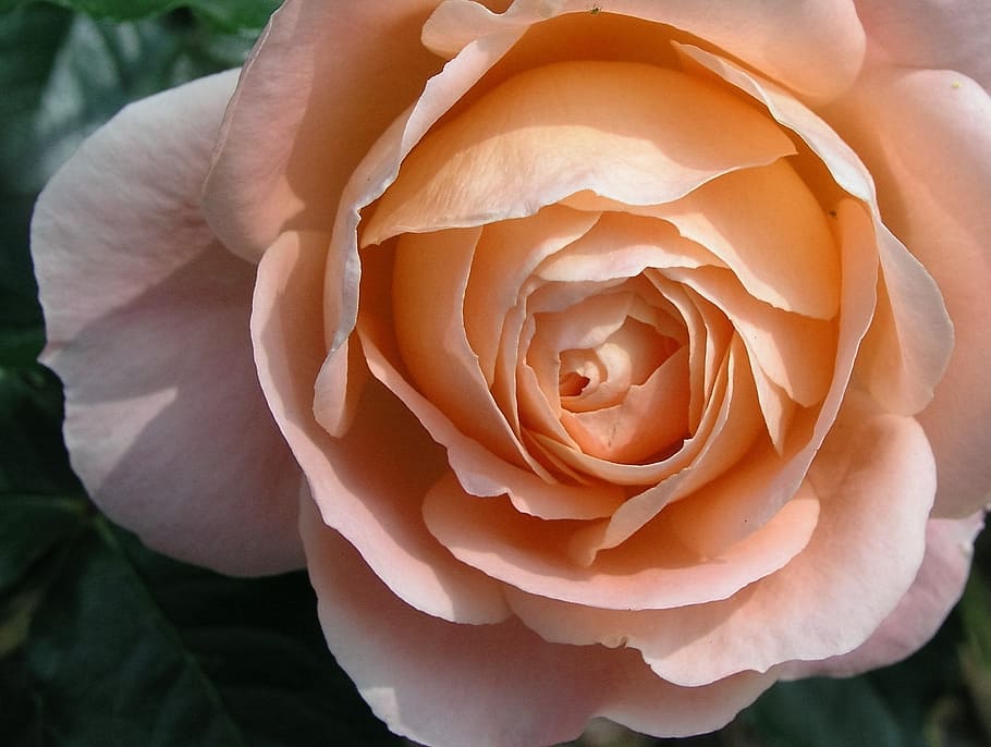 flower, bloom, rose, flowering plant, beauty in nature, rose - flower HD wallpaper