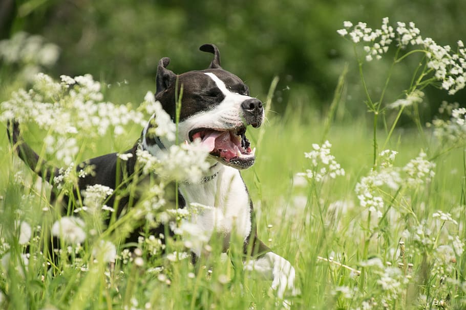 selective focus photography of adult white and black American pit bull terrier running on flower field, HD wallpaper