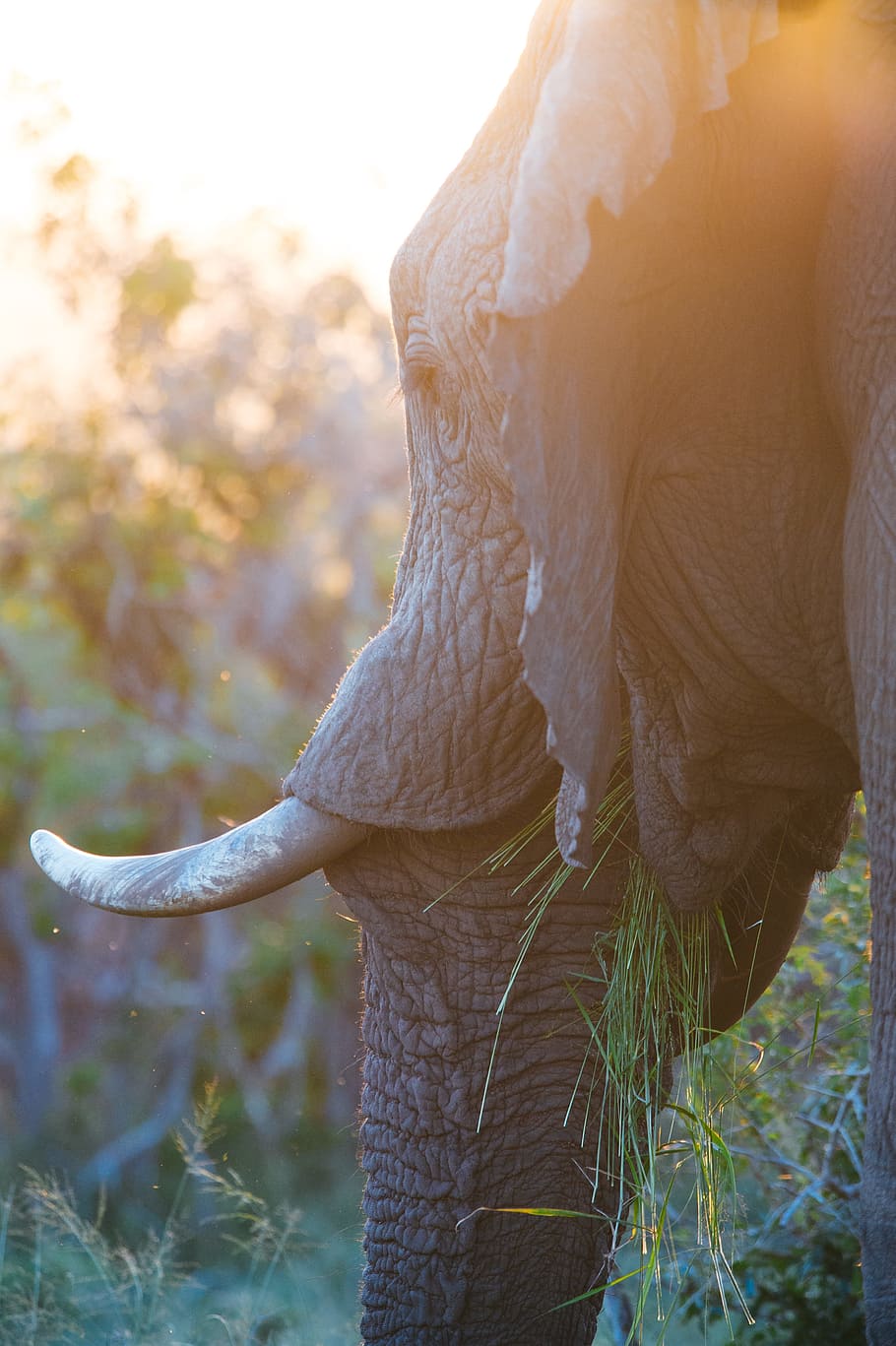 selective focus photography of elephant, closeup photo of black elephant HD wallpaper