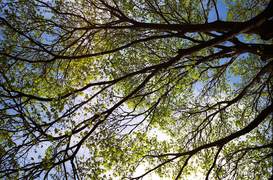 Tree, Background, Branches, Leaves, foliage, spring, environment HD wallpaper