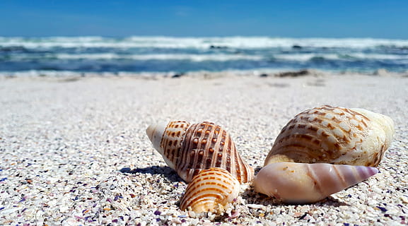 shells, sand, sea, nature, beach, seashell, ocean, marine, tropical HD wallpaper