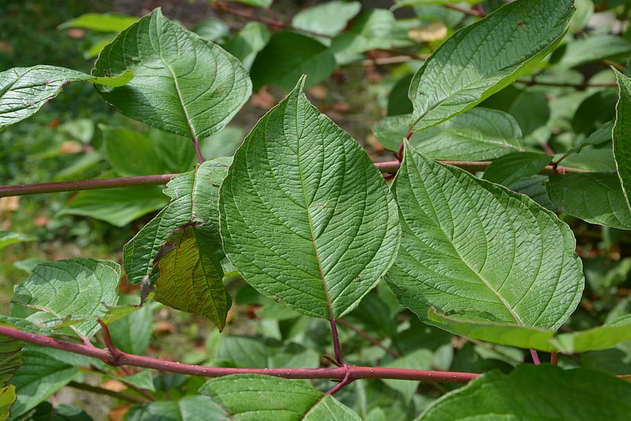 leaf, shrub, green, massif, nature, branch, garden, plant part HD wallpaper