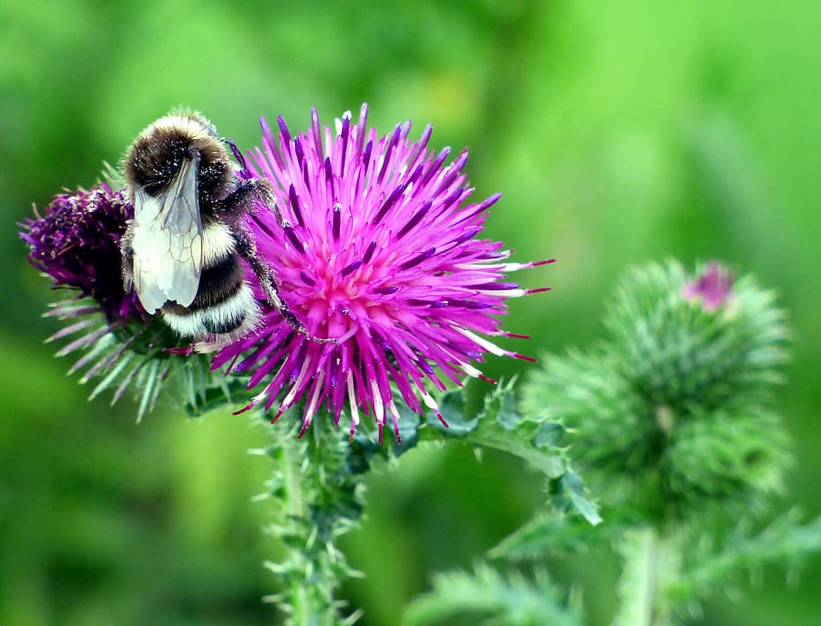 nature, close up, thistle, plant, bourdon, insect, pollination, HD wallpaper