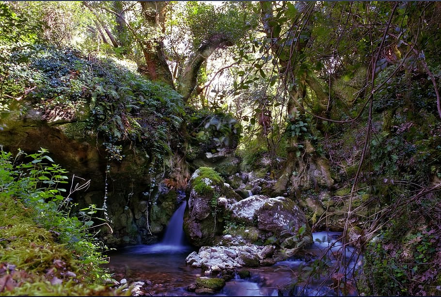 HD wallpaper: river and rock inside the forest at daytime, jungle