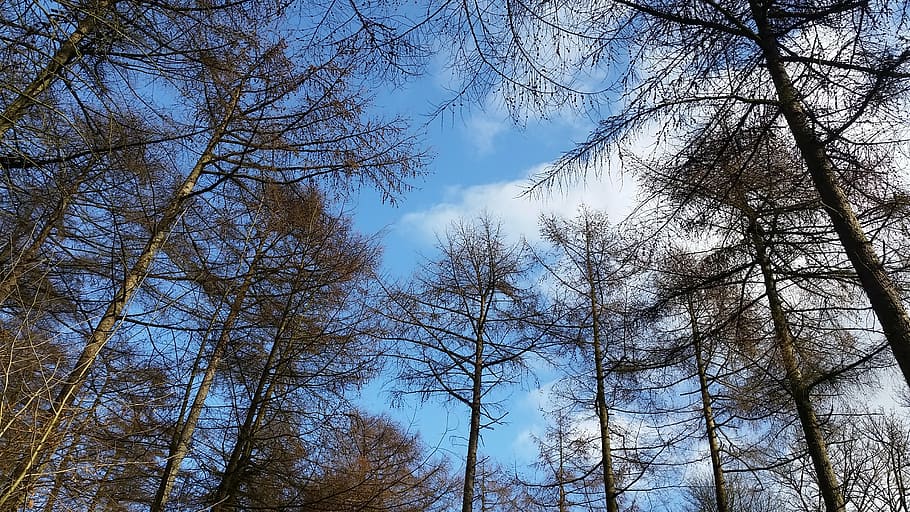 trees, sky, nature, blue, summer, outdoor, landscape, green HD wallpaper