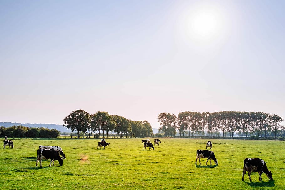 herd of dairy cattles on field, herd of cows on green grass field under blue sky HD wallpaper