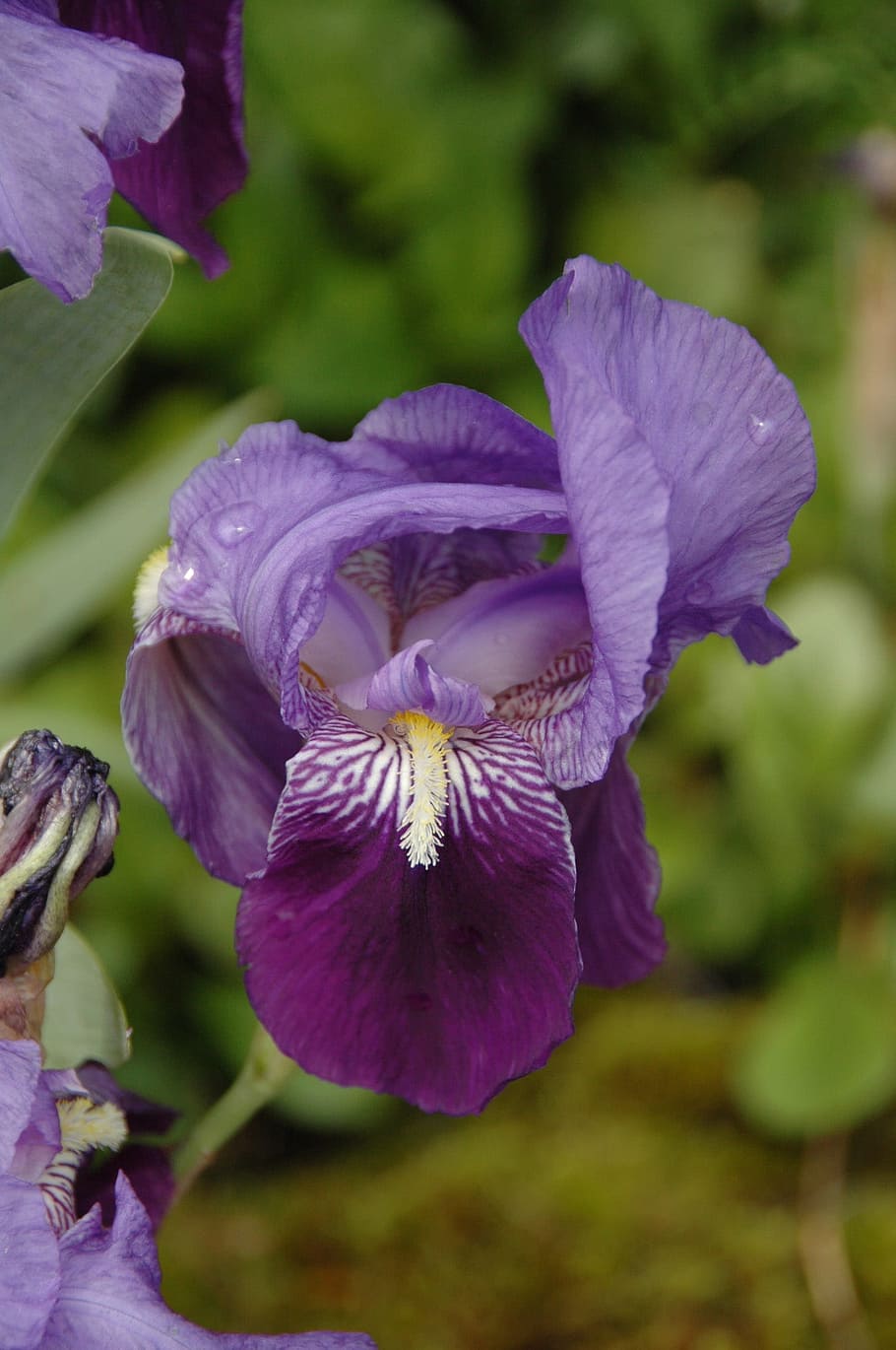 Flower, Iris, Violet, Nature, plant, purple, close-up, petal HD wallpaper