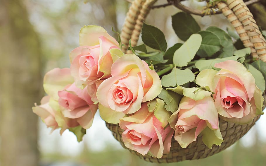 closeup photo of pink rose arrangement, roses, noble roses, basket, HD wallpaper