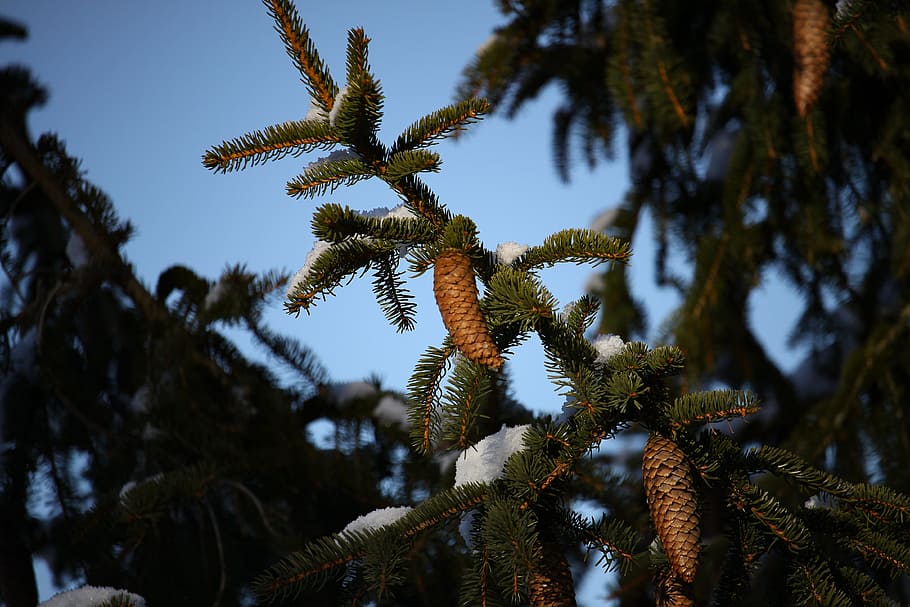 fir, pine cones, winter, tree, plant, growth, beauty in nature HD wallpaper