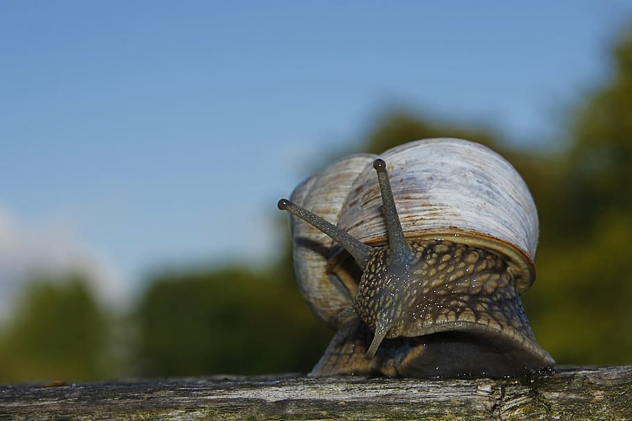 brown snail, shell, escargots, slowly, mollusk, nature, animals HD wallpaper