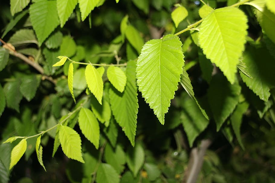 green, background, eye, leaf, the leaves, growth, life, tree HD wallpaper