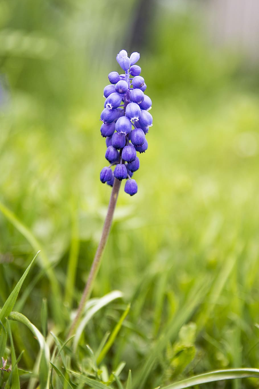 flower, plant, spring, macro, summer, green, flowers, garden HD wallpaper