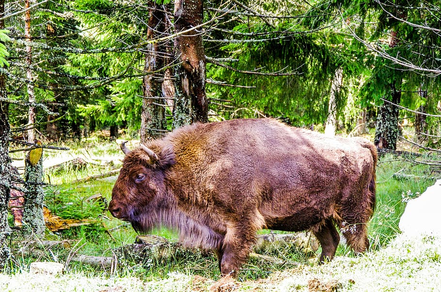 Bison, Force, Nature, Wild, taurau, forest, haute loire, ardèche HD wallpaper
