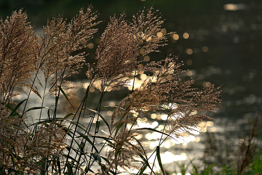 foxtail, reed, riverside, autumn, pool, break, scenery, nature, HD wallpaper