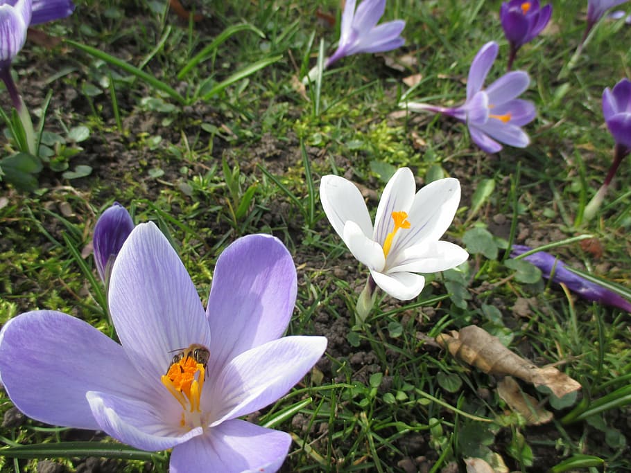 flower, crocus, purple, white, spring, spring flower, bloom HD wallpaper