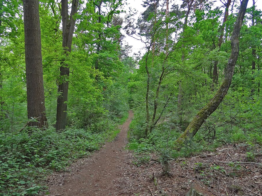 forest path, away, oak, birch, walk in the forest, beech wood HD wallpaper