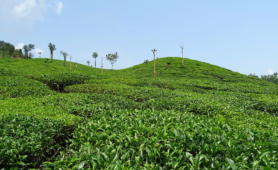 tea garden, plant, plantation, estate, shree ganga, chikmagalur, HD wallpaper