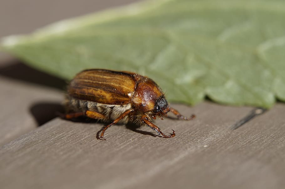 Chafer, Crawl, Animal, june, summer, insect, beetle, nature HD wallpaper