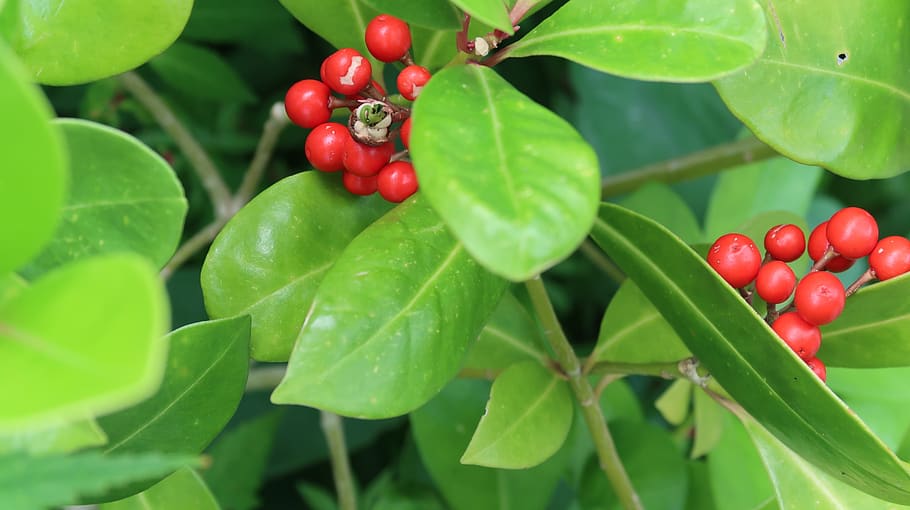 fruit, garden, plants, food and drink, plant part, leaf, healthy eating HD wallpaper
