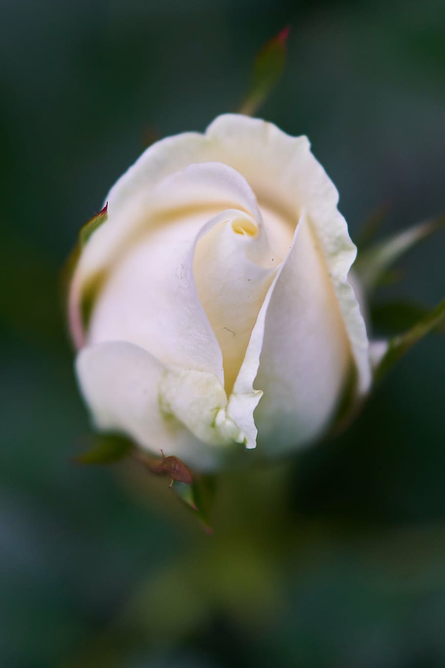 rose, flower, color, macro, nature, beautiful, background, plant HD wallpaper