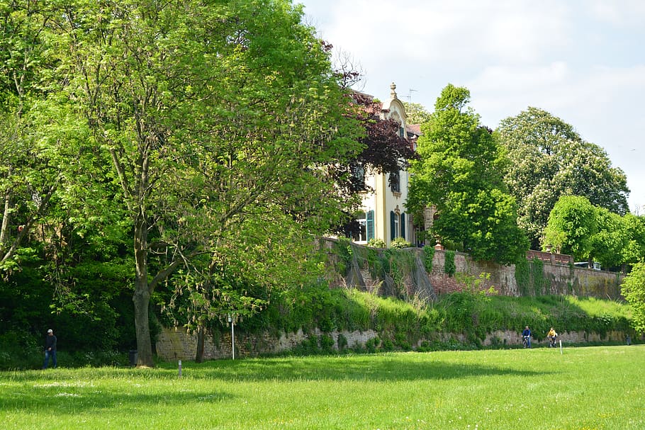 tree, nature, grass, summer, plant, green color, architecture HD wallpaper