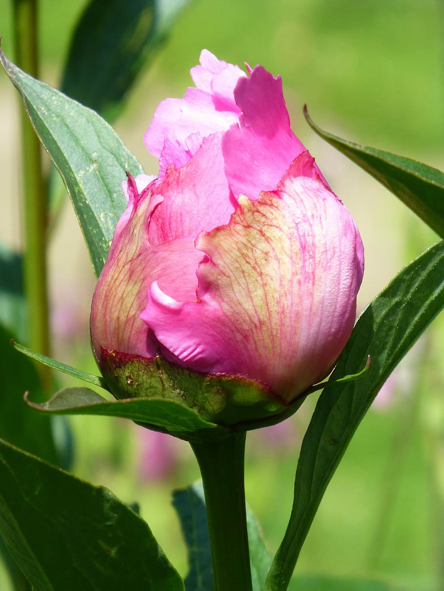 close-up photo of pink flower bud, peony, leaf, style, blossom HD wallpaper