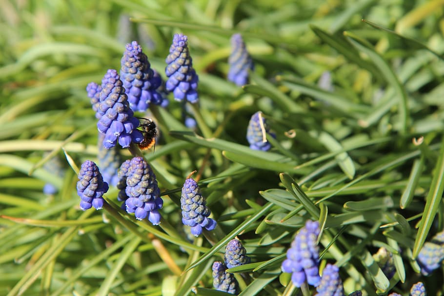 muscari, bee, flowers, plant, growth, beauty in nature, green color HD wallpaper