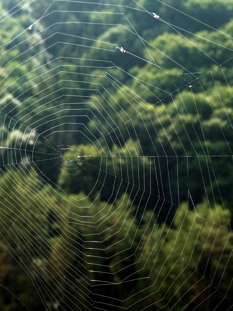 Cobweb, Hotel, Spider, Forest, Nature, landscape, insects, spider web HD wallpaper